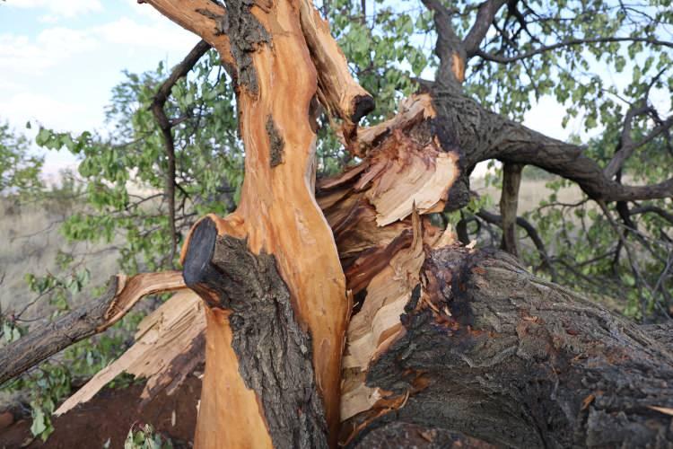 <p>Elazığ'da merkeze bağlı Çalıca köyüne bağlı Ağılcık mezrasında yaşayan vatandaşlar, yağmur havalarda dışarı çıkmaya korkuyor. </p>
