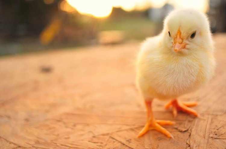 <p>Yumurtadan çıktıktan bir saat sonra civcivlerin cinsiyetini tespit eden seksörlük mesleği şüphesiz dünyanın en ilginç mesleklerinden biri.</p>
<p> </p>
<p>Seksörler, civcivlerin tavuk mu yoksa horoz mu olduğunu anlamak için çalışıyorlar ve bu meslek dalına daha çok Uzak Doğu'da rastlanıyor.</p>