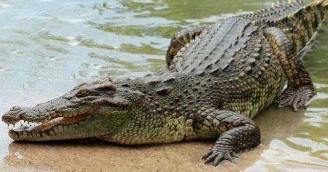 <p>Özellikle Florida gibi bölgelerde, timsahların tehlikeli olabileceği durumlarda bu profesyoneller görev alır ve timsahları güvenli bir şekilde yakalarlar.</p>