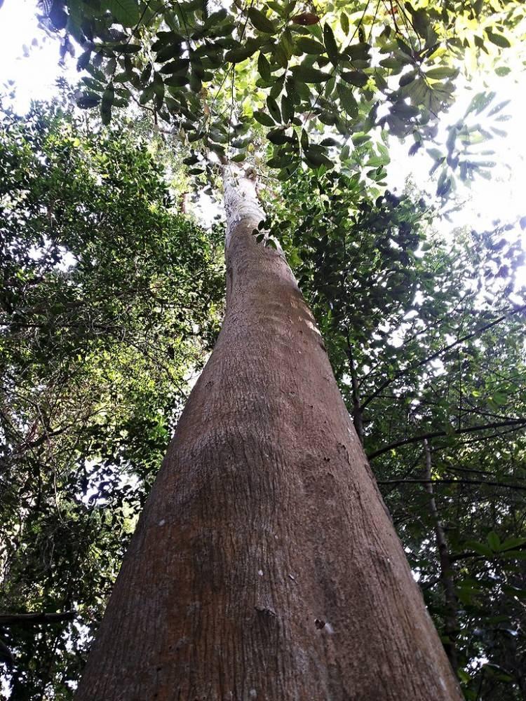 <p>'Agarwood' adındaki hammadde nadir bulunan ve yüksek değere sahip bir reçine. Fakat öd ağacının agarwood üretebilmesi için de küflenmesi ve hastalanması şart.</p>
