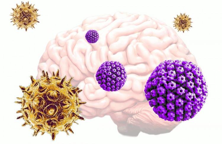 <p>Uyku sırasında artık proteinleri ve günün diğer atık ürünlerini temizleyen beynin uyku ilacı alındığı takdirde Alzheimer hastalığına neden olan amiloid-beta ve diğer toksik protein birikimlerini azaltacağı öne sürülüyor.</p>
