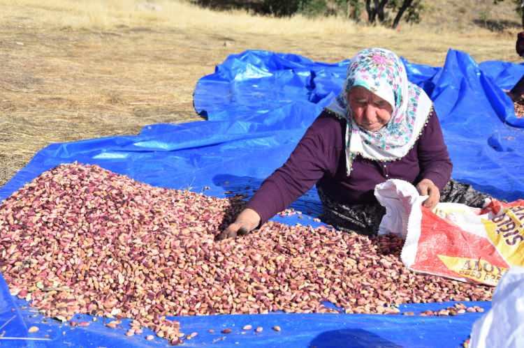 <p>Öztürk, fıstık üretimi için bölgede aşılanmayı bekleyen çok yüksek miktarda menengiç ağacı bulunduğunu belirterek, "<strong><em>Önümüzdeki yıllardan itibaren Antep fıstığını aşılama noktasında bu 5 köyümüze ciddi anlamda destek sağlayacağız. Bu 5 köyde de aşılamaları destekleyeceğiz. Biz burada gelmeseydik, görmeseydik herhalde Antep fıstığı yetiştirileceği aklımıza gelmezdi. Ama her şey bir hayalle başlar. Hayal etmek ve emek vermek önemli. Burada üreticilerimiz bunu hayal etmişler, öngörmüşler ve emek vermişler. Devlet olarak bize düşen onların bu emeğinin boşa gitmesinin önüne geçmektir. Hazırlayacağımız projeyle bu ağaçların da aşılanıp ekonomiye kazandırılması için çiftçimize destek olacağız. Antep fıstığının Sivas'ta üretiliyor olması önemli bir değerdir. </em></strong></p>
