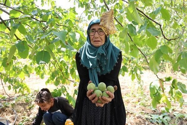 <p><span style="color:#000000"><strong>B&ouml;lgemizde yaklaşık 10 bin ağa&ccedil; var ve buranın da ceviz diyarı olarak anılmasını istiyoruz" şeklinde konuştu.</strong></span></p>
