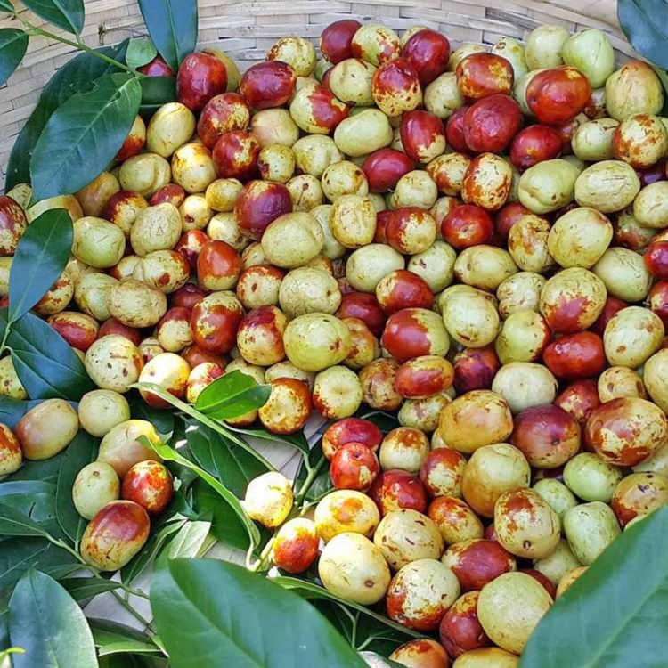 <p>Antioksidanlar, serbest radikallerin neden olduğu hasarı önleyebilen ve tersine çevirebilen bileşiklerdir. </p>
