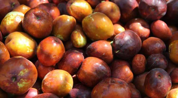 <p>Serbest radikallerle savaşma yeteneklerinden dolayı, antioksidanlar &ouml;nemli yararlar sağlamaktadır.</p>
