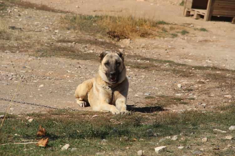 <p>Uzman Kangal Köpeği Yetiştiricisi Hüseyin Yıldız, soğuk havalarda kalın kürkleriyle kendilerini koruyan Kangal köpeklerinin tüy oranlarının incelmeye başladığını söyledi.</p>
