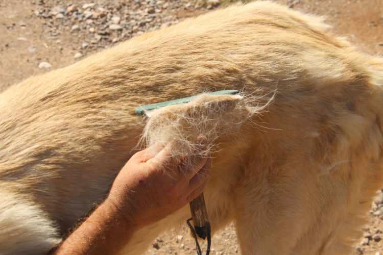 <p>Uzman Kangal Köpeği Yetiştiricisi Hüseyin Yıldız, Kangal köpeklerinin tüylerinin zayıflamasıyla koruma bariyerinin düştüğünü ifade ederek,<strong> “Küresel ısınma nasıl insanda bir değişime neden olduysa hayvanda daha fazla değişeme neden oldu. Tüy oranları çok daha fazla seyrek olmaya başladı. Bunların doku altında yağ tabakaları çok fazla olduğu için o sıkılık, koruma bariyeri tamamen düştü. Yalıtım olarak düştü. İnce bir tüy oranı olmaya başladı. Yaklaşık 1-1.5 santim kadar. Sanki Afrika'da yaşıyormuş gibi bir tüy oranı bir doku oranı oluşmaya başladı. Kangallarda tamamen zayıf bir tüy oranı görmeye başladık”</strong> dedi.</p>
