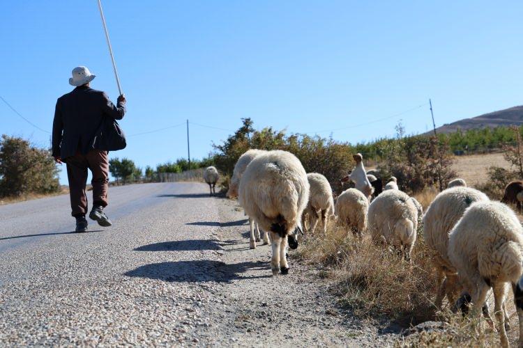 <p>Durum böyle olunca üreticiler büyük sıkıntı çekmeye başlarken çobanlar ise adeta altın değerinde oldu. Aylık 70 bin lira alan yeme, içme, barınma ve kıyafeti üretici tarafından karşılanan çobanlar, bir de aylık 30 GB internet paketi talep ediyor. Sürü sahipleri tüm istekleri kabul etmesine rağmen yine de çoban bulamıyor.</p>
