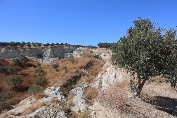 <p>Depremden önce tarlanın birleşik olduğunu ifade eden Nezahat Sakarcıoğlu, bölgeden gelen patlama sesi sonrası yarığın oluştuğunu belirterek, <strong>“Deprem zamanı çok kötüydü ve çok korku oldu. Patlama seslerinden korktuk. Deprem zamanki korkularımızdan hiçbir şey göremedik. Zeytin hasadı başladı ve zeytinlerimizi topluyoruz. Burada zeytin toplarken korkuyoruz ama ekmek parası için toplamak zorundayız. Depremden önce tarla birleşikti ama depremden sonra böyle oldu. Bu yarığa baktığımızda çok üzülüyoruz”</strong> şeklinde konuştu.</p>
