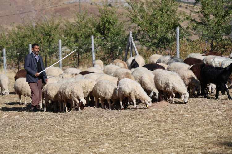 <p>Elazığ'da sürü sahipleri çoban bulamamaktan yakınıyor. </p>
