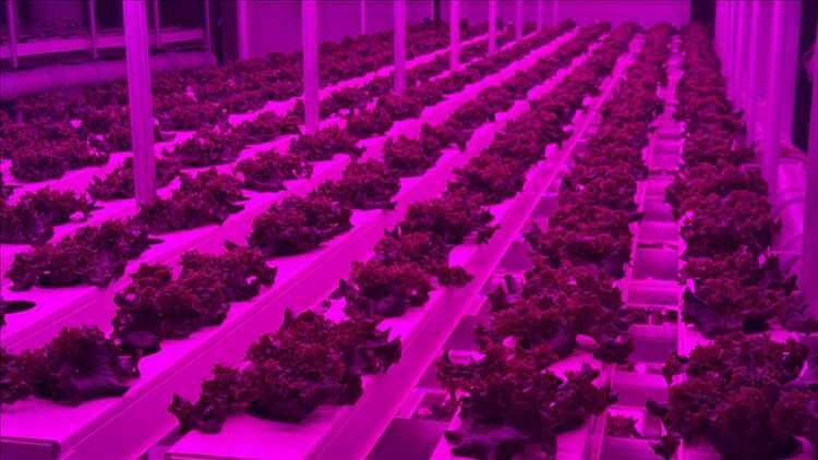 <p>Tesiste marul çeşitleri, kale, pazı, fesleğen, reyhan, kişniş, mizuna, pak choi (Çin lahanası) ve roka gibi yeşil yapraklı birçok bitkiyi yetiştirdiklerini dile getiren Beşkardeşler, üretim şartlarını anlattı.</p>