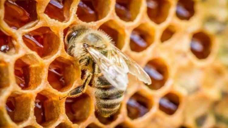 <p>Bal arısı zehrini normal meme hücrelerinde ve meme kanserinin klinik alt tiplerinden hücrelerde test edildi. Hormon reseptörü pozitif, HER2 ile zenginleştirilmiş ve üçlü negatif meme kanseri.</p>
<p> </p>