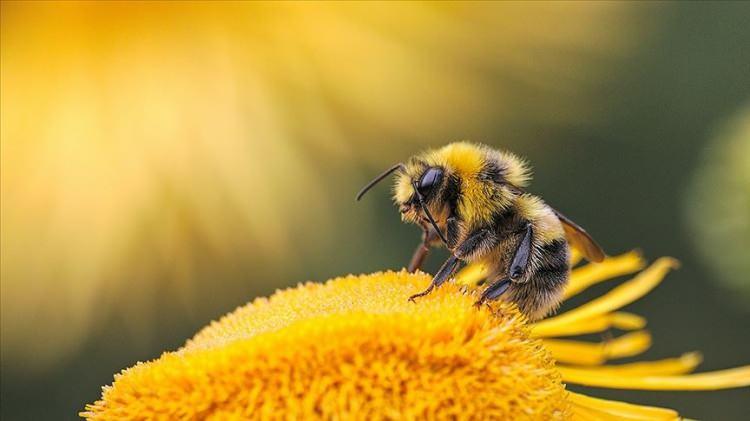 <p>Terapötik potansiyeline rağmen, melittin hassas kişilerde anafilaksi dahil alerjik reaksiyonları tetikleyebilir ve tıbbi müdahale gerektirebilir. Devam eden araştırmalar, hedefli ilaç verme sistemlerinde kullanımını araştırmaktadır.</p>