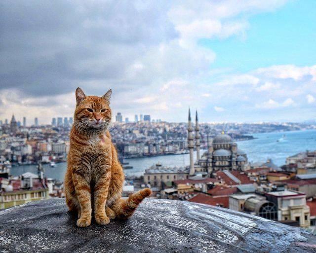 <p><span style="color:#B22222"><strong>SOKAK KEDİLERİ</strong></span></p>

