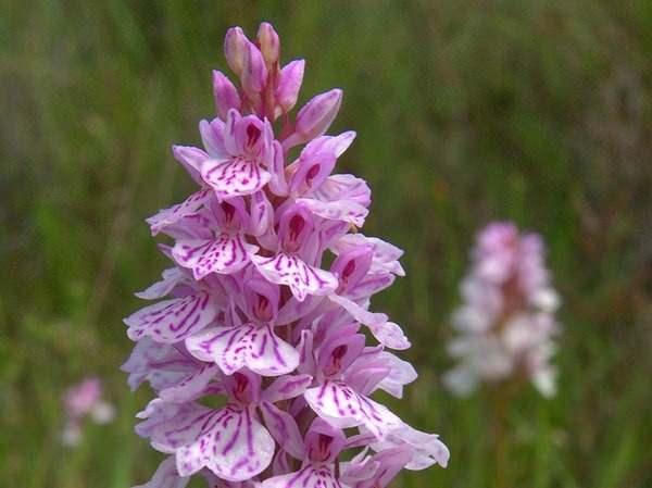 <p>Nadir türler arasında özellikleriyle dikkat çeken Heath Spotted-Orchid gibi bitkilere ev sahipliği yapan Flow Country, aynı zamanda, yeşil bacaklı ördekler, altın yağmur kuşları, çamur kuşları ve çayır şahinleri gibi birçok nadir kuş türünün de yaşam alanıdır.</p>
