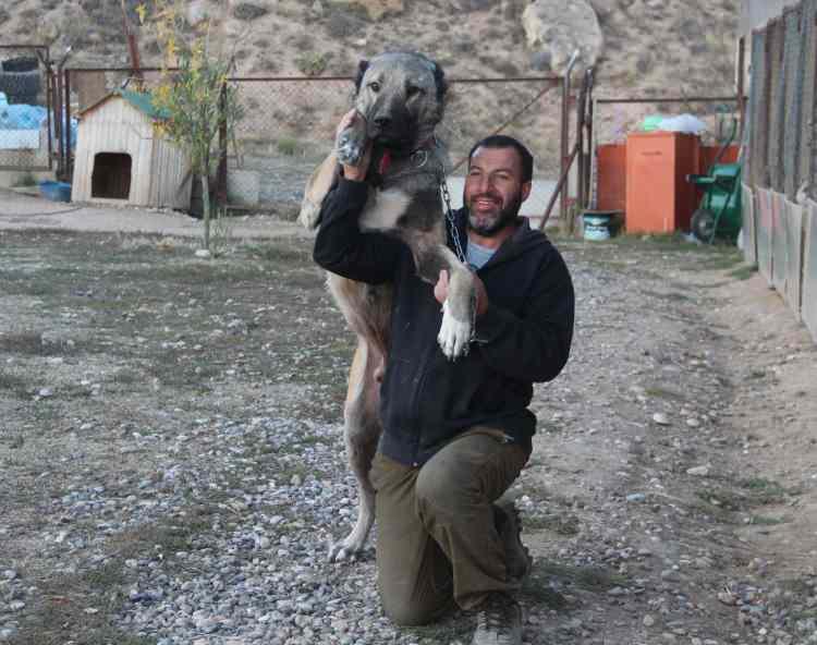 <p>Sıcak havalarla birlikte Kangal köpeklerinin renklerinin sarardığını ifade eden Yıldız, <strong>“Her dağın rengi iklime göre değişir. Kangalların da renkleri sararmaya başladı. Isıya ve iklime göre renkleri sarıya dönmeye başladı. Kangalların ırk özelliklerinde değişim olmaz. Onlar da yaşama bilincini ona göre şekillendiriyorlar. Bu ırklarda şöyle bir özellik var; doğanın en zekisi. Kendi bilincini doğa içinde uyum haline getiren, ırk özelliğini tamamen doğanın lehine değil doğayı kendi lehine çevirebilen bir yapıya sahip. Dolayısıyla sıcakta daha lova düştüler. Daha az hareketlilik başladı. Sıvı tüketimleri arttı. Daha serin ve kuytu yerlere girdiler. </strong></p>
