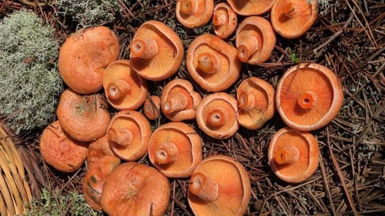<p>Mantarı yedikten sonra 'ilk gün benim bir şeyim yoktu, midem bulanmadı, başım dönmedi, ishal olmadım, zehirlenmedim' diye de düşünmeyin. Çünkü mantar zehirlenmesi sinsi bir şekilde seyredebilir.</p>
<p> </p>