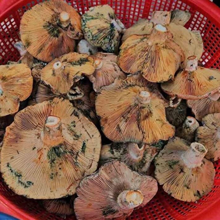 <p>Mantarın bir protein değerinin bulunmadığını kaydeden Sevim, “Sadece vitamin değeri vardır. Bir de efsanevi söylemler bulunuyor. Örneğin 'çayırda yetişen mantar zehirli olmaz, ağaçta yetişen mantar zehirli olmaz, hayvan yiyorsa bu mantar zehirli olmaz, biz bu mantarı tüketirsek et bile tüketmemize gerek yok' söylemlerinin hepsi şehir efsanesidir. Bu genellemelerin hiçbiri doğru değildir. </p>