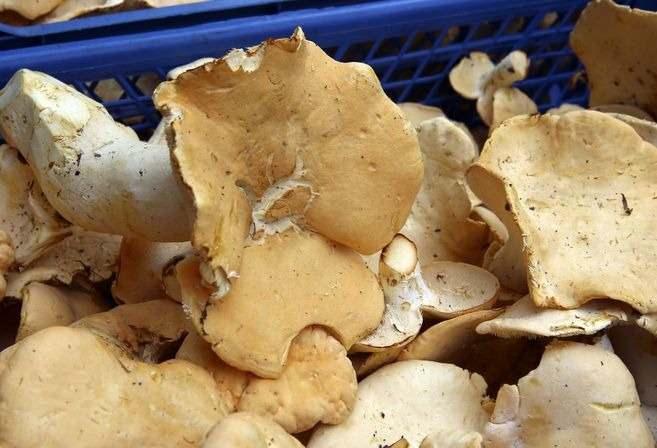 <p>Tabii ki hayır, kültür mantarı tüketebilirsiniz. Güvenli üreticilerin, sertifikalı bu işi gerçekten güvenli bir şekilde yapan kişilerin sattığı ürünlerden satın alabilirsiniz. Onun dışında mantar konusunda eğitim almış uzmanlarla birlikte mantar toplayabilirsiniz. Günün sonunda evet, belki de çok lezzetli olabilir mantar ama bir yanda da hayatınız var. </p>
<p> </p>