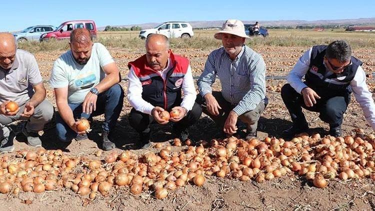 <p> Geçen yıla göre rekoltedeki artış üreticinin yüzünü güldürürdü. Hasadın ardından elde edilen iki çeşit soğandan beyaz olanı Türkiye'de zincir marketlere dağıtılırken Çorum moru soğanlar ise Dubai'ye yola çıktı.</p>