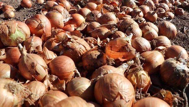 <p>Soğan, sağlık açısından birçok fayda sağlayan besleyici bir sebzedir. İçeriğinde bulunan vitaminler, mineraller ve antioksidanlar sayesinde, soğan vücudu çeşitli hastalıklara karşı korur ve bağışıklık sistemini güçlendirir.</p>

