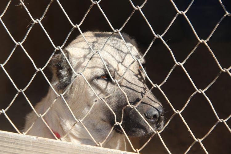 <p>Dünyaca ünlü Kangal köpekleri, dayanıklılıkları ve sadakatleriyle bilinirken, son zamanlarda iklim değişikliği nedeniyle tüy yapılarında gözle görülür değişiklikler meydana geldi.</p>
