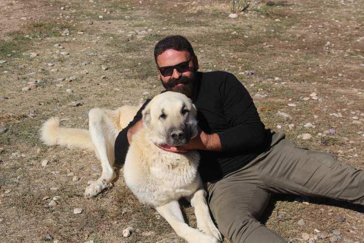 <p>Sıcaklık artışlarına bağlı olarak Kangal köpeklerinin kalın ve sert tüylerinde incelmelerin yanında sararmalar gözlemlendi.</p>
