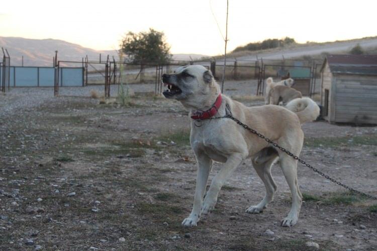 <p>Küresel ısınmanın ardından yükselen sıcaklar, boz porselen rengi ile bilinen dünyaca ünlü Kangal köpeklerinin renginin sararmasına sebep oldu.</p>

<p> </p>
