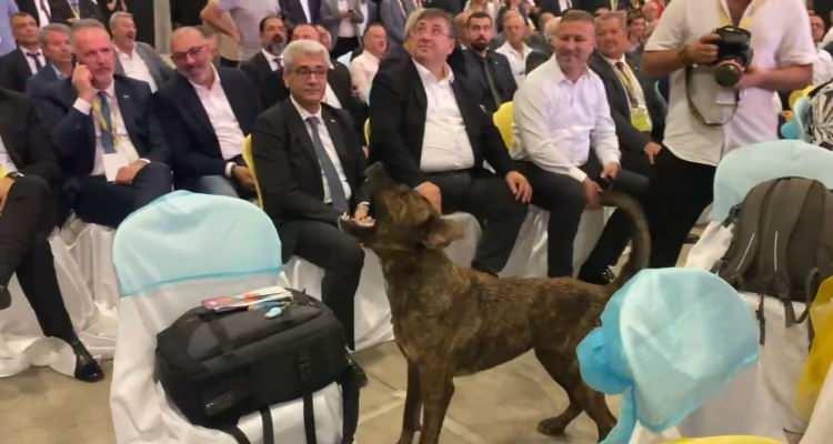 <p>Antalya'da gerçekleştirilen bir fuarın açılış töreninde salona giren başıboş bir sokak köpeği paniğe neden oldu.</p>

<p> </p>
