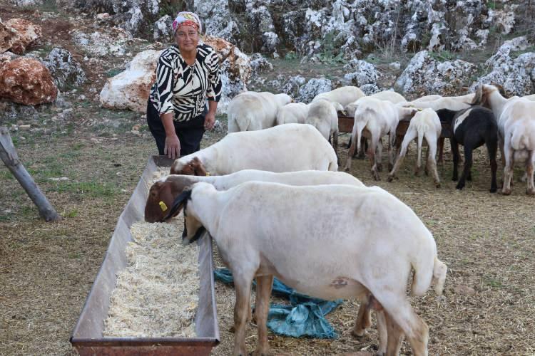 <p><strong>Mahallede çobanlık yapan tek kadınım. Kurslara giderek çobanlık belgesi aldım. Çocukluğumdan beri hayvanlara karşı bir sevgi hastalığım vardı.</strong></p>

<p> </p>

<p> </p>

<p><strong> Onları çok seviyorum. Koyunlarla günüm çok güzel geçiyor. Koyunlar benim can parçam gibi. Koyunlar hasta olunca ben de hasta olmuş gibi oluyorum”</strong> dedi.</p>
