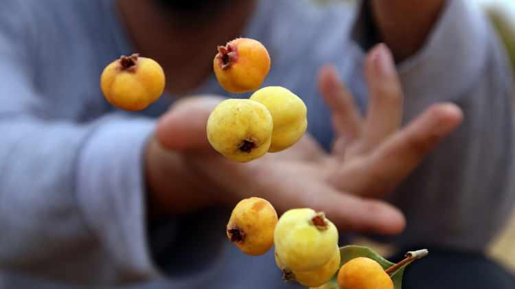 <p>Kapanan damarları açan, bağışıklık sistemi ve tansiyon üzerinde olumlu etkisi bulunan alıç içerisinde C vitamini de barındırıyor. </p>
