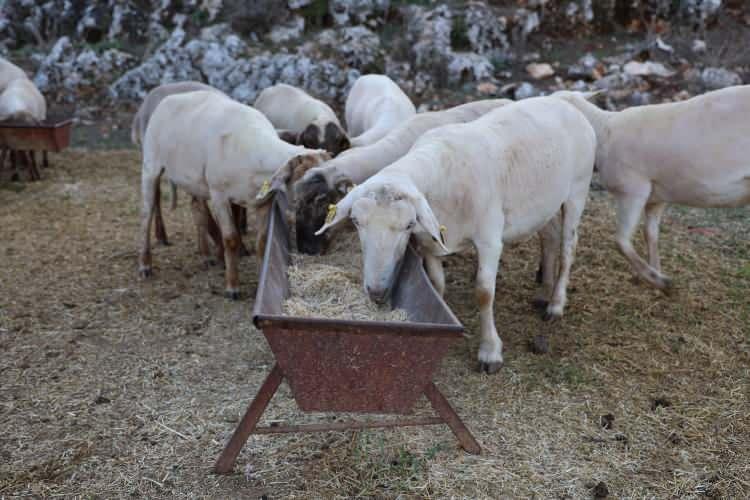 <p>Hatay'ın Yayladığı ilçesinde yaşadığı mahallenin tek kadın çobanı olan Fatma Keşikçi, 8 yıl önce devlet desteğiyle satın aldığı 31 koyunu çoğaltıp satarak elde ettiği kazançla; ev ve araba satın alarak azmiyle takdir topladı.</p>
