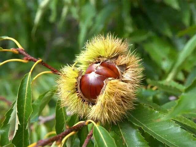 <p>Bu sayede <strong>kansızlık (anemi)</strong> problemlerini hafifletir. Kestane kabuğunun faydaları arasında <strong>varis oluşumunu engellemek</strong> de bulunur.</p>
