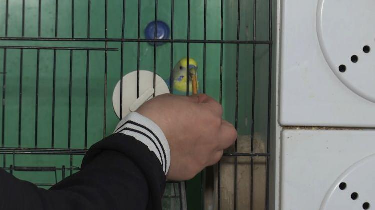 <p>Zamanla kuşlara olan sevgisi ve ilgisi artan Çelik, daha fazla kuş sahiplenmeye karar verdi.</p>
