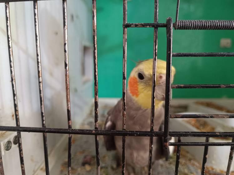 <div>Toplamda 20 muhabbet kuşu var, yavrularla birlikte 25 civarında. Bazen diyorum ki keşke 50-60 tane olsa. Ancak annem de bu duruma kızıyor, 'Yeter bu kadar, senin sağlığın bozulur' diyor. Onlar benim için çok değerli, onlar benim canım" diye konuştu. (DHA)</div>

<div> </div>

