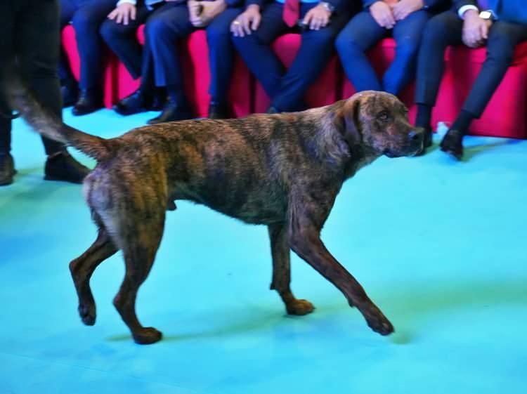 <p>İlk başta dikkat çekmeyen köpek, drone'a havlamaya başladı.</p>