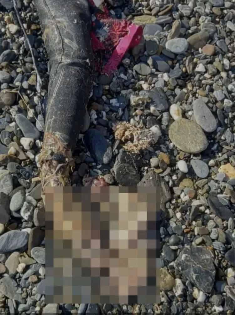 <p>Bu karardan 3 gün sonra 6 Ekim'de dikkat çeken bir gelişme oldu.</p>
<p>Colleen, komşu ülke Doğu Timor'da yakalanan bir köpek balığının midesinde bulundu.</p>