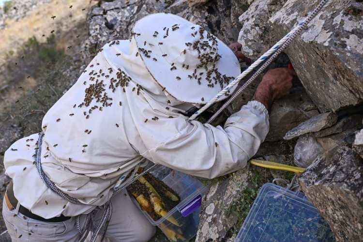 <p>Gerekli önlemleri alarak yuvalara ulaşıp petekleri topladıklarını anlatan Semo, şunları kaydetti:</p>
<p> </p>