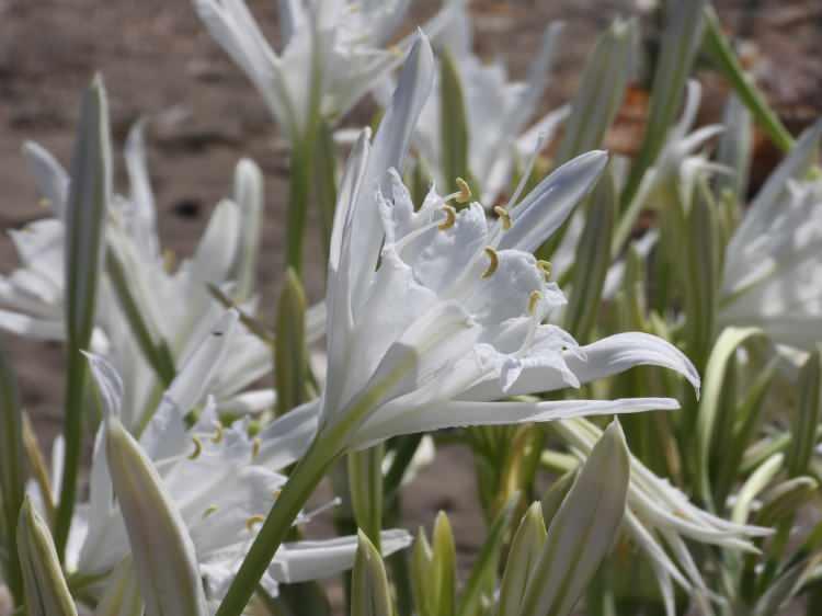 <p>Kum zambakları nesli t&uuml;kenme tehlikesiyle karşı karşıya olduğu i&ccedil;in koruma altında tutuluyor. 14 kilometre uzunluğundaki sahilini s&uuml;sleyen kum zambakları, g&ouml;rsel bir ş&ouml;len sunuyor.&nbsp;</p>
