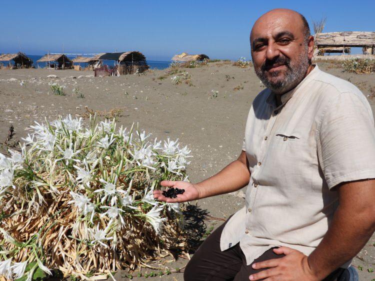 <p><span style="color:#B22222"><strong>CEZASI 387 BİN TL</strong></span></p>

<p>D&uuml;nya Doğayı Koruma Birliği tarafından koruma altına alınan endemik bitki t&uuml;rleri arasında yer alan kum zambaklarını koparmanın cezası ise 387 bin 141 TL. İl&ccedil;ede kum zambaklarının korunması i&ccedil;in &ccedil;alışmalar yapan Biyolog Dr. Samim Kayık&ccedil;ı, kumul bitkilerinin &ouml;zellikle kumulun oluşumu a&ccedil;ısından &ccedil;ok &ouml;nemli olduğunu s&ouml;yledi.</p>
