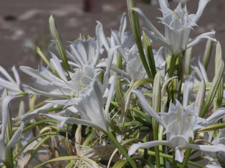 <p><em><strong>Ağustos ayından başlayarak, eyl&uuml;l, ekim ve kasım ayının sonuna kadar bu bitkiler &ccedil;i&ccedil;ekte kalan ve nesli tehlike altında olan bir t&uuml;rd&uuml;r. Kum zambakları, kum oluşumunda &ouml;nemli yere sahiptir. Bu bitkiler hem tuza hem sıcağa dayanıklı t&uuml;rlerdir ve &uuml;zerlerine kum geldik&ccedil;e uzarlar, dolayısıyla kum tepelerinin oluşumunda &ccedil;ok &ouml;nemli yere sahiptirler.</strong></em></p>
