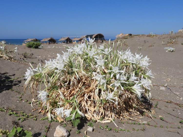 <p><em><strong>Kum zambakları, insanların kumsalları sık kullanmasından dolayı da etkilenmektedir. Bug&uuml;n &uuml;lkemizde kum zambakları, koruma altında olan t&uuml;rler i&ccedil;indedir ve kum zambaklarının ekosistemine zarar vermek 378 bin 141 TL cezası olan bir eylemdir.&nbsp;</strong></em></p>
