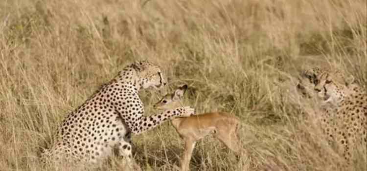 <p>Güney Afrika'daki Kruger Ulusal Parkında fotoğraflanan olayda, genç bir impala normal şartlarda doğal düşmanı olan leopara tehlikeli bir şekilde yaklaşıyor hatta sevgi gösterisinde bulunuyor...</p>
