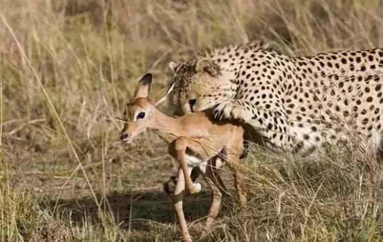 <p>İngiliz ve Amerikalı konuklarıyla safari yaparken olayı filme alan 31 yaşındaki Estiaan Houy, bunca yıllık rehberlik hayatında böyle bir şeye hiç rastlamadığını söylüyor...</p>