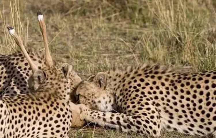 <p>Houy, genç leoparların zaman zaman avlarıyla oyun oynamalarının gözlemlendiğini, bunun genç leoparların öldürme becerisi geliştirmek için yapılan içgüdüsel bir olay olduğunu anlatıyor.</p>