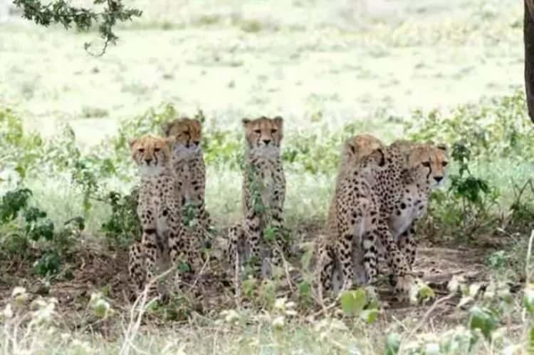 <p>Tanzanya'da Serengeti Ulusal Parkında bir antilop doğum yaptı.</p>