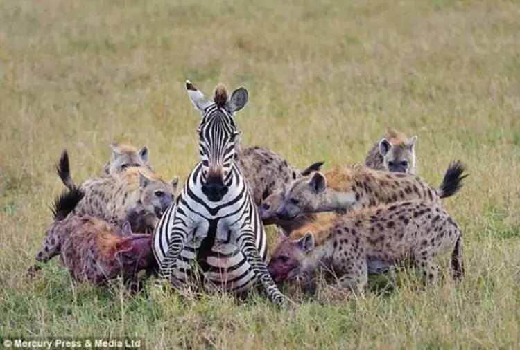<p>Bu trajik olay Kenya'nın Massai Mara bölgesinde yaşandı...</p>