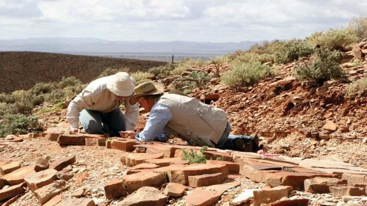 <p><strong>Nilpena Ediacara Ulusal Parkı'ndaki bu fosiller, evrimin  ilginç bir kesitini gözler önüne sererken, organizmaların karmaşık, gözle görülebilir hayvanlara dönüştüğü anı yakalıyor.</strong></p>

<p> </p>
