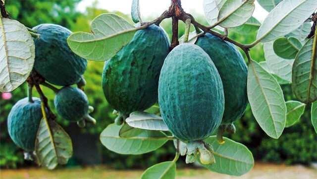 <p><strong>Feijoa</strong>, bilimsel adıyla <strong>Acca sellowiana</strong>, Güney Amerika kökenli tropikal bir meyvedir ve kendine özgü tatlı-ekşi lezzeti ile zengin besin içeriği sayesinde son yıllarda popülaritesini artırmıştır.</p>