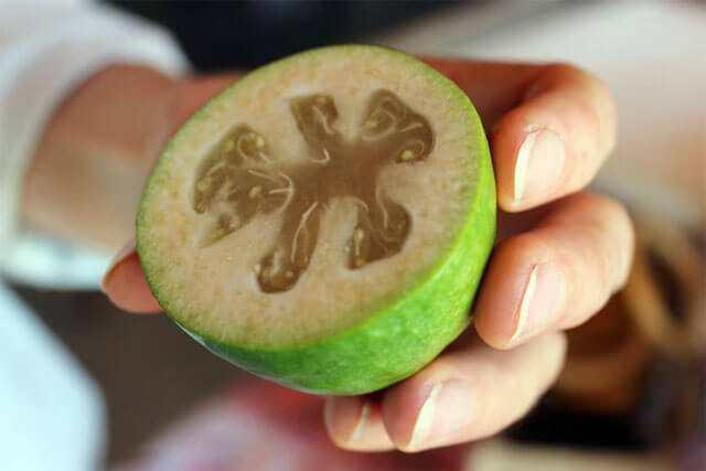<p>Sağlıklı yaşam arayışında olanlar için <strong>feijoa meyvesinin faydaları</strong> oldukça dikkat çekicidir.</p>